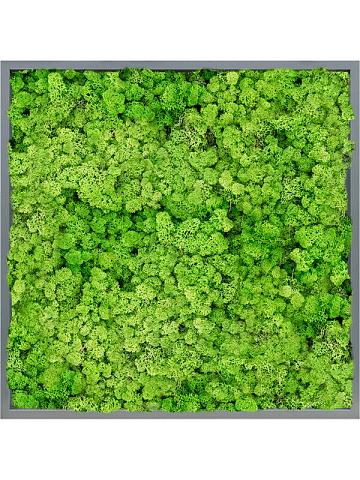 Картина из мха mdf ral 7016 satin gloss 100% reindeer (light grass green) Картина из мха mdf ral 7016 satin gloss 100% reindeer (light grass green)