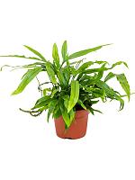 Микросорум Диверсифолиум разнолистный H20 D12 см