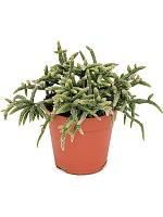 Рипсалис Хоррида H20 D12 см