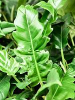 Филодендрон Нарроу Эскейп H30 D13 см