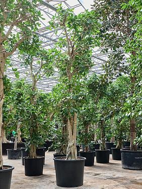 Фикус Бенгальский Одри