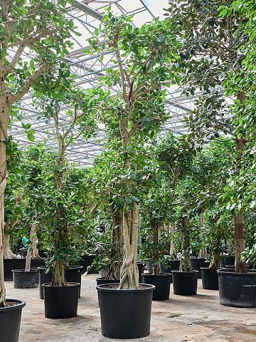 Фикус Бенгальский Одри