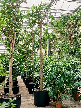 Фикус Лирата Фикус Лирата