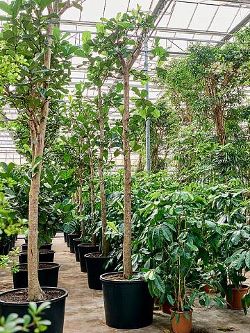 Фикус Лирата