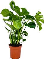 Монстера Делициоза (деликатесная) H70 D21 см