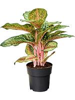 Аглаонема Карнивал Квин H50 D19 см