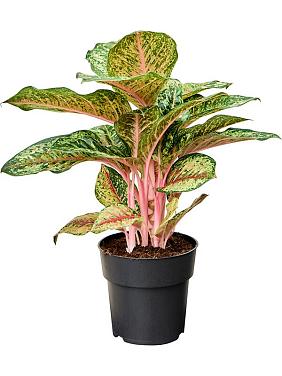 Аглаонема Карнивал Квин Аглаонема Карнивал Квин