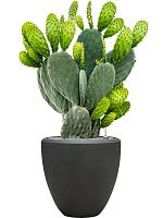 Опунция Индийская H110 D35 см