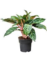 Аглаонема Дримкетчер H50 D19 см