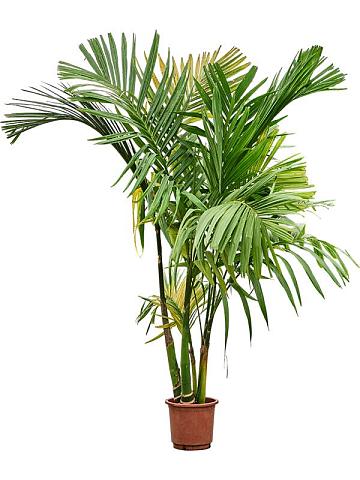 Бетелевая пальма (Арека Катеху) 5 стволов