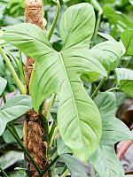 Филодендрон Дваждыперистонадрезанный Серебряная Скрипка на опоре H100 D21 см