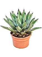 Агава короля Фердинанда серо-зеленая H45 D26 см