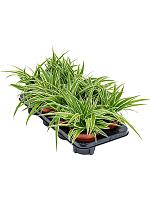 Хлорофитум Оушен хохлатый H25 D12 см Хлорофитум Оушен хохлатый H25 D12 см