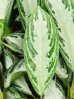 Аглаонема Сильвер Бей H45 D12 см