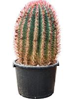 Ферокактус Штайнса H90 D38 см