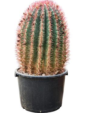 Ферокактус Штайнса Ферокактус Штайнса