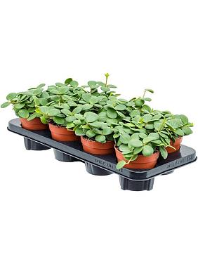 Пеперомия Тетрафилла Хоуп Пеперомия Тетрафилла Хоуп