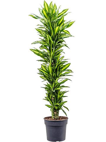 Драцена Фрагранс Чинто разветвленная Драцена Фрагранс Чинто разветвленная