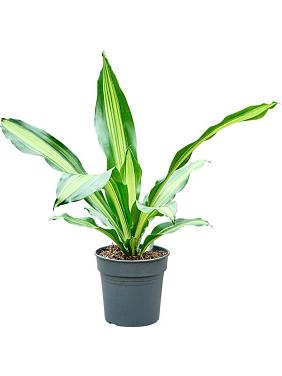 Драцена Фрагранс Берли