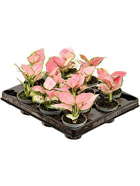 Аглаонема Ред Циркон Аглаонема Ред Циркон