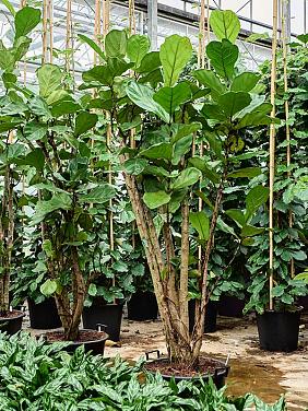 Фикус Лирата многоствольный Фикус Лирата многоствольный