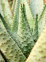 Алоэ Марлота H175 D60 см