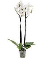Фаленопсис Silhouette 2 ствола H75 D12 см