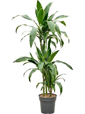 Драцена Фрагранс Артуро 3 ствола