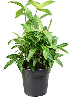 Драцена Суркулоза (Годсефа) Драцена Суркулоза (Годсефа)