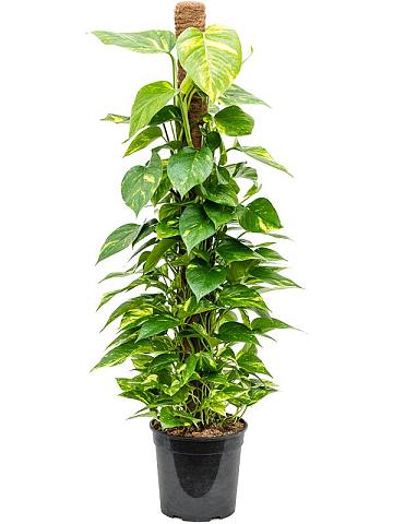 Эпипремнум Золотистый на опоре Эпипремнум Золотистый на опоре