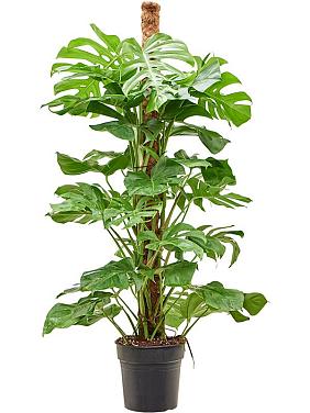 Монстера Делициоза (деликатесная) на опоре Монстера Делициоза (деликатесная) на опоре