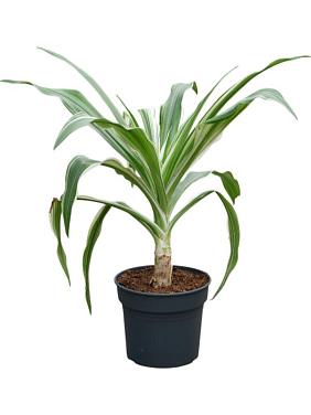 Кринум азиатский Кринум азиатский