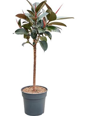 Фикус Эластика Абиджан Фикус Эластика Абиджан