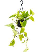 Эпипремнум Голден Потос ампельный H40 D15 см