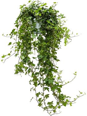 Плющ Хедера Хеликс Питтсбург ампельный Плющ Хедера Хеликс Питтсбург ампельный