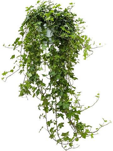 Плющ Хедера Хеликс Питтсбург ампельный Плющ Хедера Хеликс Питтсбург ампельный