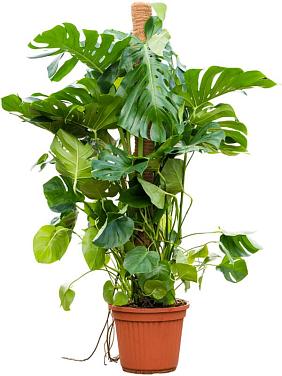 Монстера Делициоза (деликатесная) на опоре Монстера Делициоза (деликатесная) на опоре