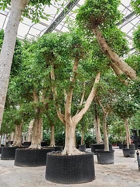 Фикус Микрокарпа Нитида разветвленный