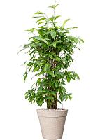 Драцена Суркулоза (Годсефа) H100 D24 см