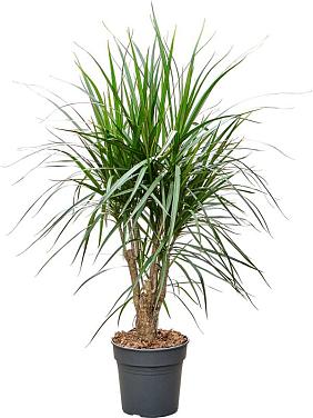 Драцена Маргината окаймленная разветвленная Драцена Маргината окаймленная разветвленная