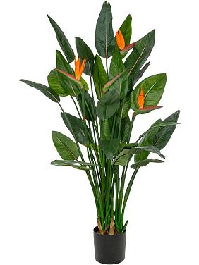 Стрелиция Королевская искусственная Стрелиция Королевская искусственная