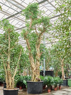 Фикус Бенгальский Одри