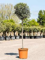 Оливковое дерево (Олива европейская) H175 D33 см