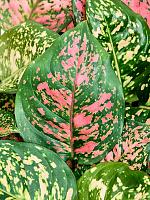 Аглаонема Ред Валентайн H30 D13 см