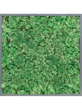 Картина из мха mdf ral 7016 satin gloss 100% reindeer (grass green) Картина из мха mdf ral 7016 satin gloss 100% reindeer (grass green)