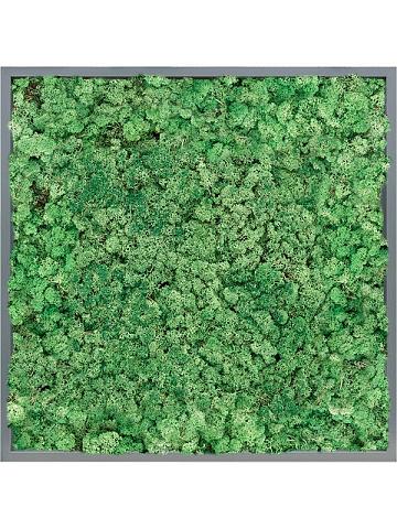 Картина из мха mdf ral 7016 satin gloss 100% reindeer (grass green) Картина из мха mdf ral 7016 satin gloss 100% reindeer (grass green)