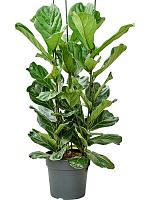 Фикус Лирата H140 D34 см