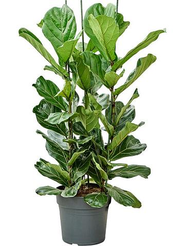 Фикус Лирата