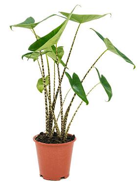 Алоказия Зебрина Алоказия Зебрина