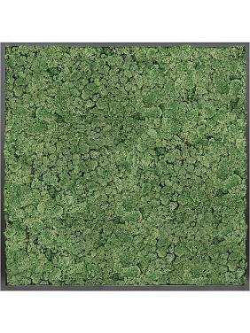 Картина из мха mdf ral 9005 satin gloss 100% reindeer moss (moss green) Картина из мха mdf ral 9005 satin gloss 100% reindeer moss (moss green)
